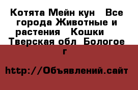 Котята Мейн кун - Все города Животные и растения » Кошки   . Тверская обл.,Бологое г.